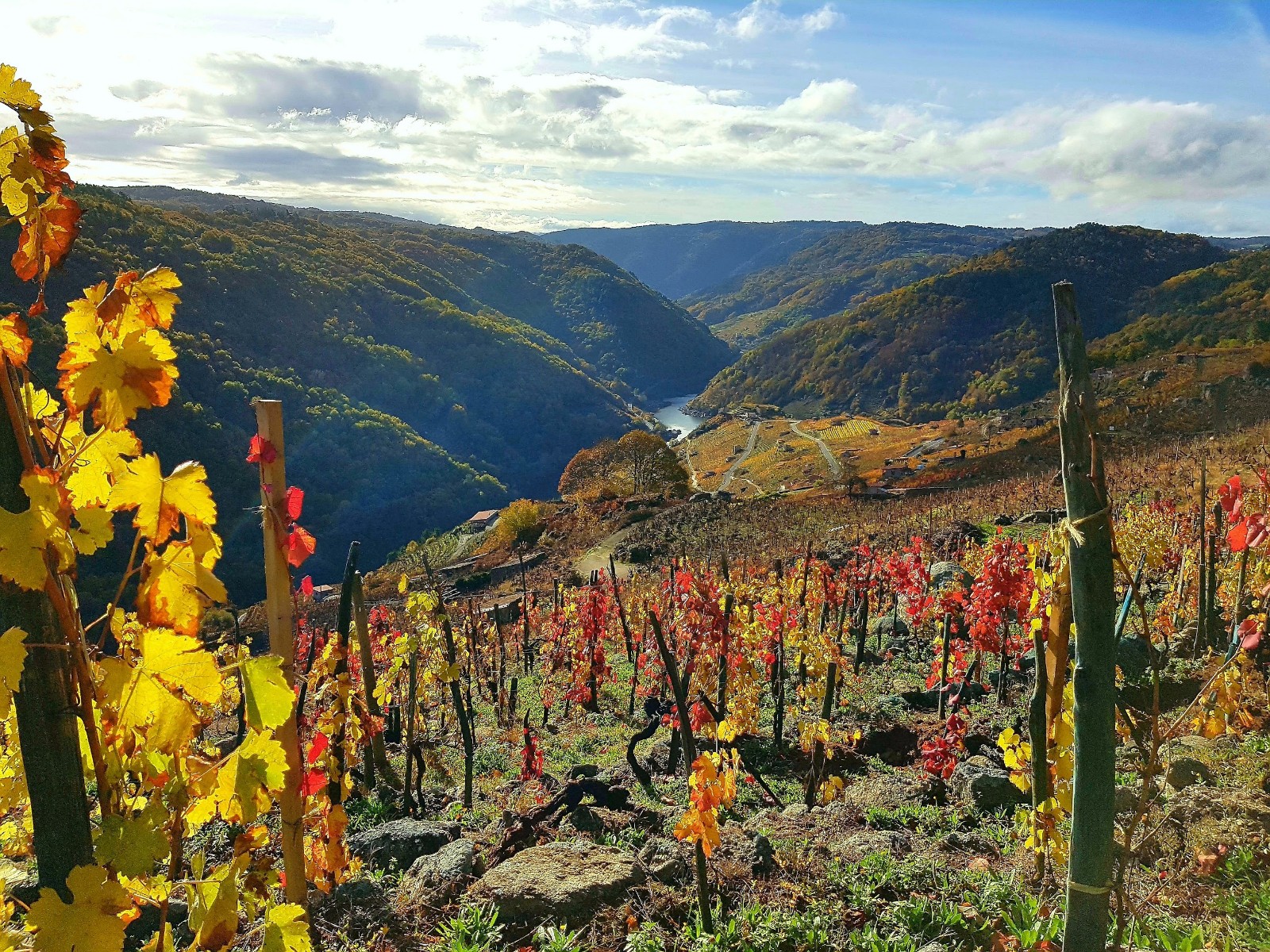Scintilla o la inspiración de las bodegas de guarda